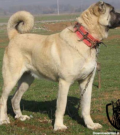 سگ سرابی | آشنایی با ویژگی ها و نحوه خرید سگ نژاد سرابی | Panpetkc