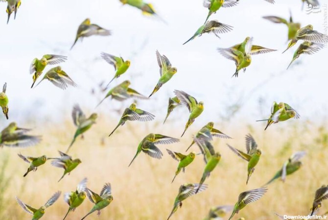 آخرین خبر | عکس/ پرواز هزاران طوطی در آسمان استرالیا
