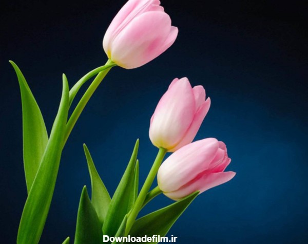 مجموعه زیبای عکس گل لاله در طبیعت