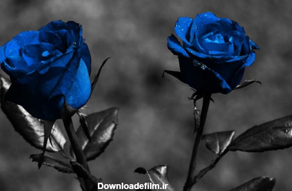 کلکسیون عکس های گل رز آبی ⭐ [ مناسب والپیپر و پروفایل]