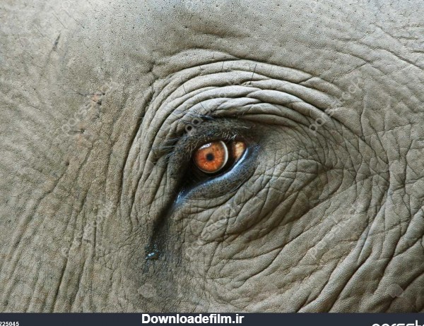 جزئیات چشم فیل 1225045