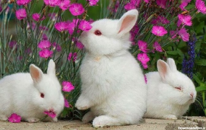 عکس های بامزه از خرگوش های ناز پشمالو