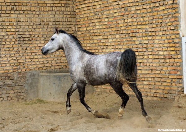 اسب عرب مصری مادیان