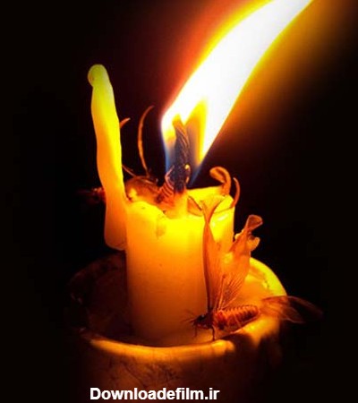 عکس شمع و پروانه سوخته