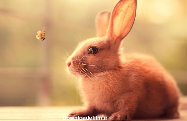 تصویر خرگوش بامزه برای پروفایل دخترانه با کیفیت فوق العاده