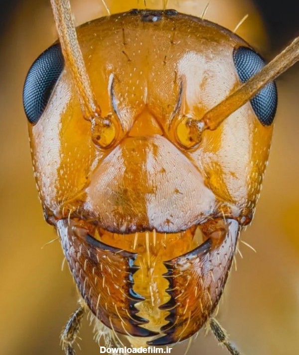 عکس چشم مورچه