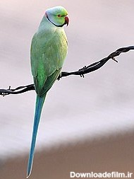 طوطی - ویکی‌پدیا، دانشنامهٔ آزاد