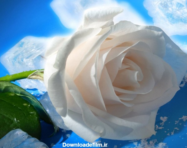 عکس گل رز سفید زیبا white rose flower