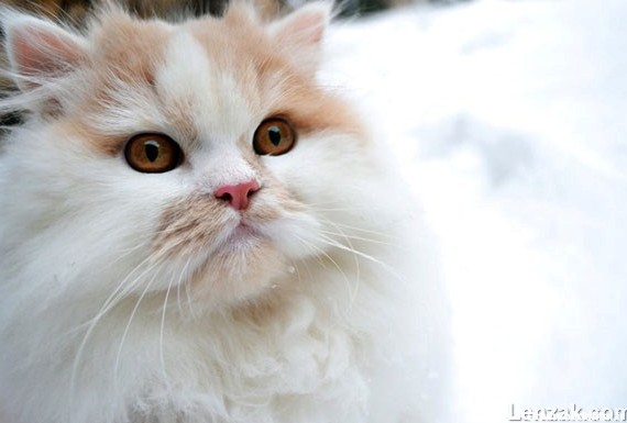 عکاسی از حیوانات خانگی: عکس های زیبای گربه ها | لنزک