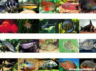 لیست ماهیان آب شیرین به همراه توضیحات و تصاویر