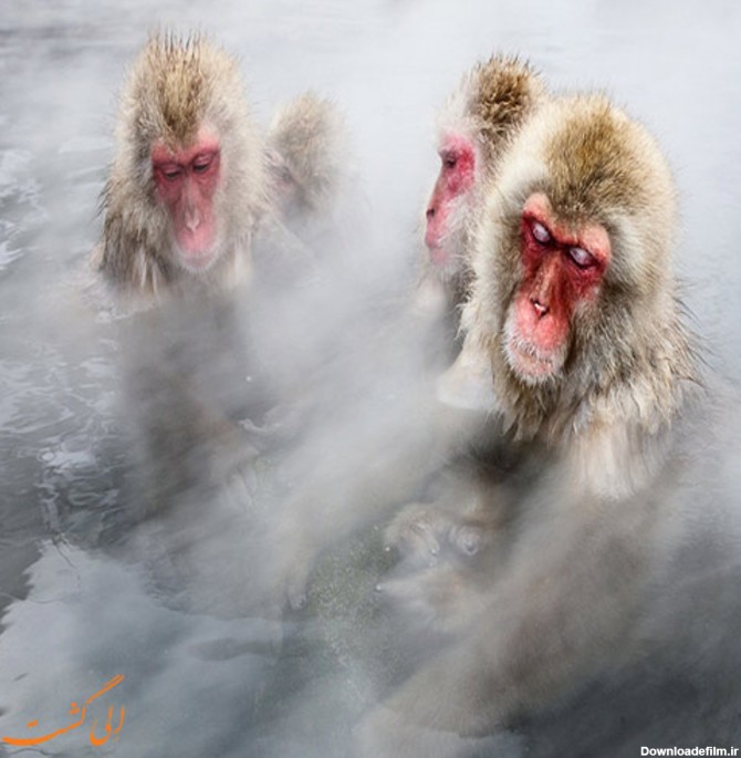 میمون هایی که مثل انسان ها به چشمه آب گرم می روند!