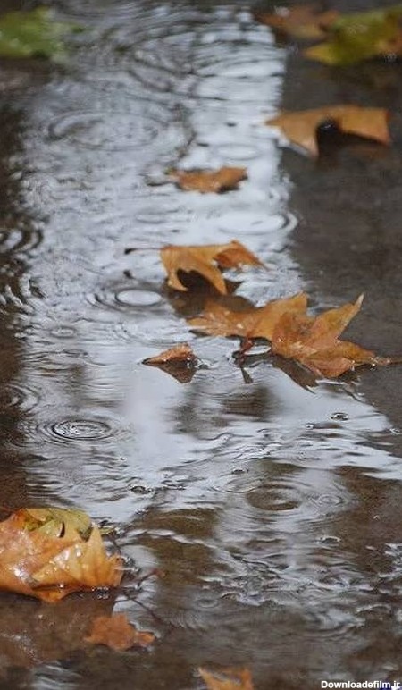 عکسهای پاییزی بارانی