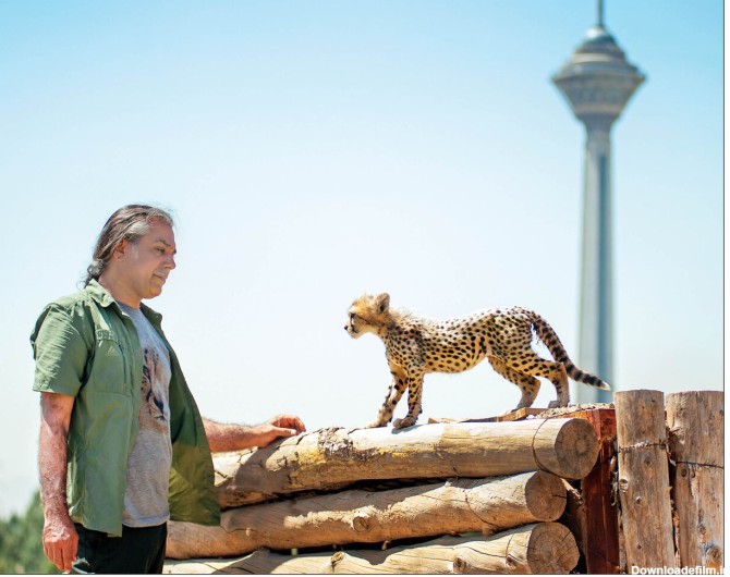 همه چیز در مورد یوزپلنگ + مشخصات ظاهری، سرعت و دلیل انقراض نوع ایرانی