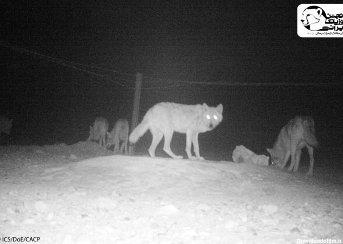 New camera-trap photos from Miandasht Wildlife Refuge Iranian ...