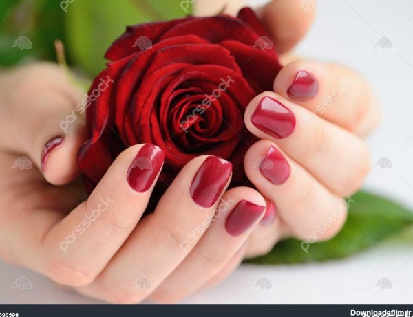 دست از یک زن با مانیکور قرمز تیره با گل رز قرمز در پس زمینه سفید ...