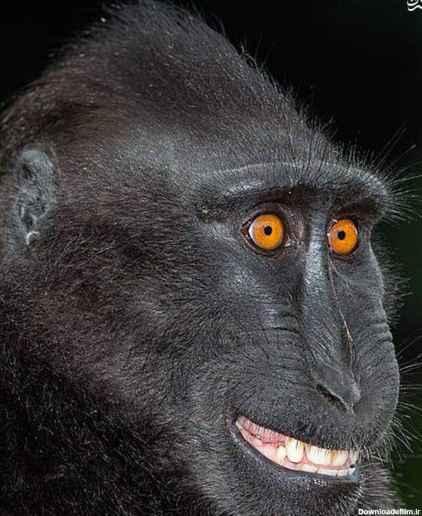 عکس/ گونه‌های عجیب و غریب میمون‌ها