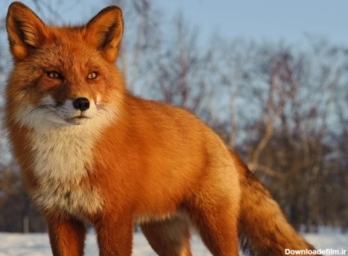 تصاویری از روباه‌ها | خبرگزاری فارس