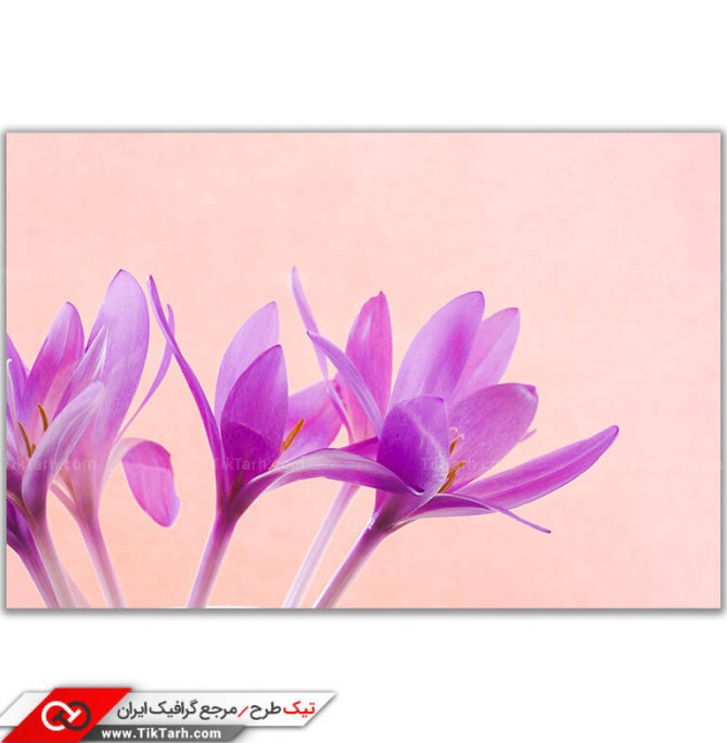 دانلود عکس باکیفیت و زیبای گل زعفران