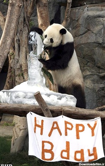 کیک بزرگ یخی هدیه ویژه جشن تولد خرس پاندا+عکس - تابناک | TABNAK