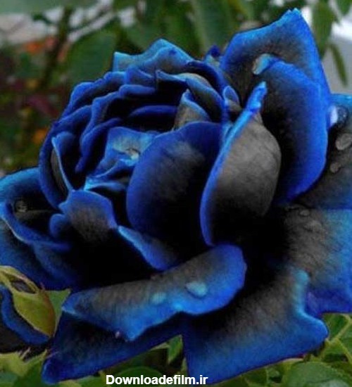 عکس پروفایل گل رز آبی سیاه