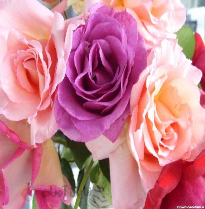 عکس گل های رز در زنگ های متفاوت | Picture roses flowers ...
