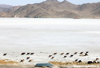 گله گوسفندان در حال عبور از نمک سفت شده کف دریاچه ارومیه در بندر رحمانلو هستند.