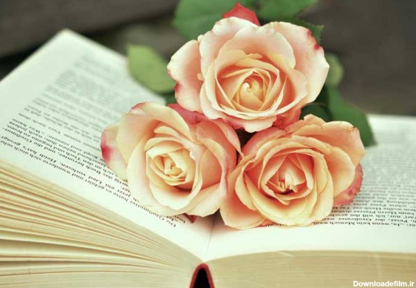 دانلود تصویر کتاب و گل های رز