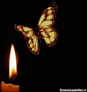 شمع وگل پروانه - عکس ویسگون