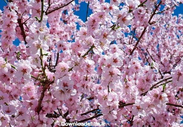 عکس های زیبا و رویایی از شکوفه های بهاری درختان گیلاس در ژاپن