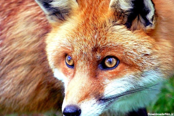 ویدیو) ویدئویی زیبا از ظاهر جذاب روباه