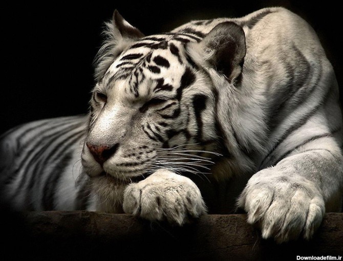 White Tigers Wallpapers - Wallpaper Cave
