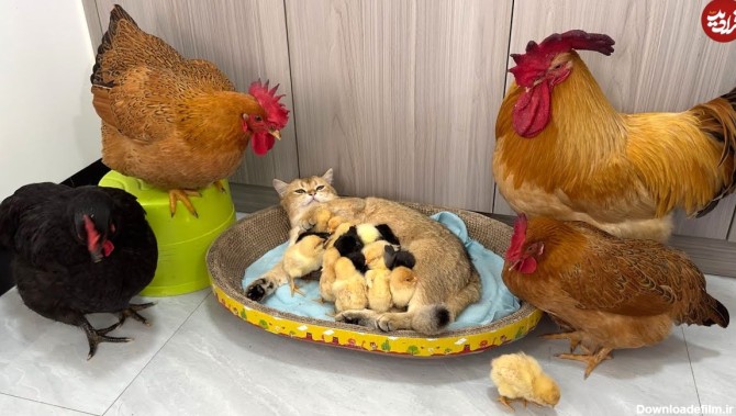 (ویدئو) کلاس آموزشی جوجه داری توسط گربه مشهور به مرغ و خروس های جوان!