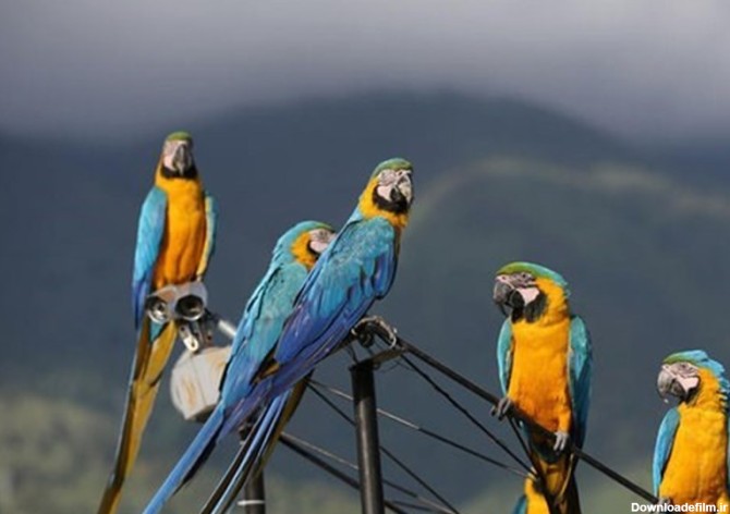 تصاویر طوطی های دم بلند کاراکاس