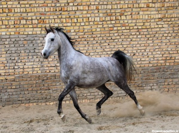 اسب عرب مصری مادیان