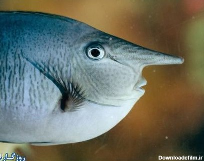 عجیب ترین ماهی دنیا: ماهی انسان نما! - تابناک | TABNAK