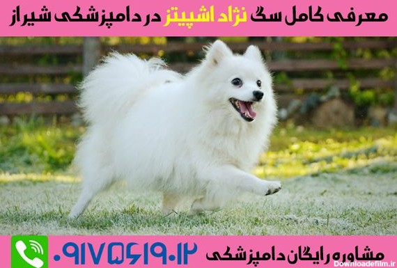 سگ نژاد اشپیتز شیراز | spitz dog | بیماری های سگ اشپیتز | دامپزشک ...