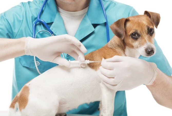 جدول واکسیناسیون سگ | واکسن ۹ گانه سگ