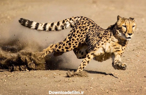 بررسی کامل یوزپلنگ (چیتا) | دنیای حیوانات