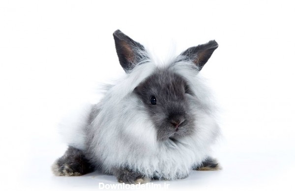 خرگوش نژاد لایون هد (کله شیری)