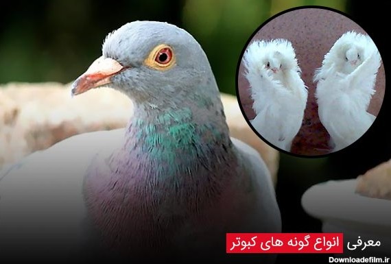 معرفی انواع گونه های کبوتر - چیکن دیوایس
