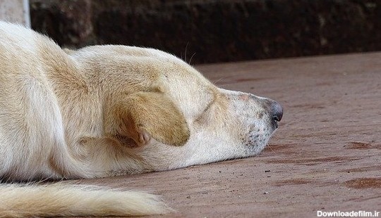 سگ خواب توله سگ توسط OffiDocs برای دفتر