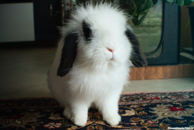 عکس خرگوش سفید پشمالو برای پروفایل