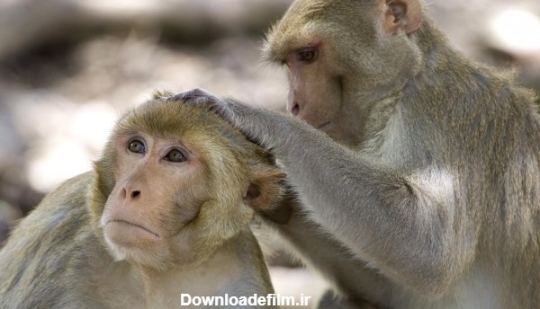 واکنش عجیب میمون نر با سقوط میمون ماده از درخت! +عکس | اقتصاد24