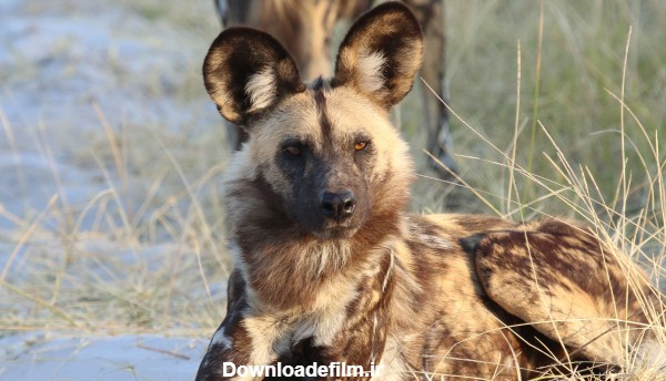 عکس سگ وحشی آفریقایی با کیفیت 4K