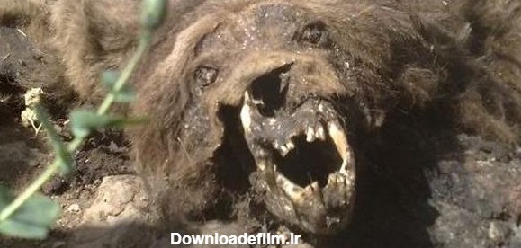 خرس آدمخوار جسد ۲۰ مرده را از زیر خاک بیرون کشید + عکس | پایگاه ...