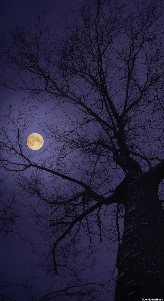 عکس زمینه ماه کامل بر فراز درخت تنومند پس زمینه | والپیپر گرام