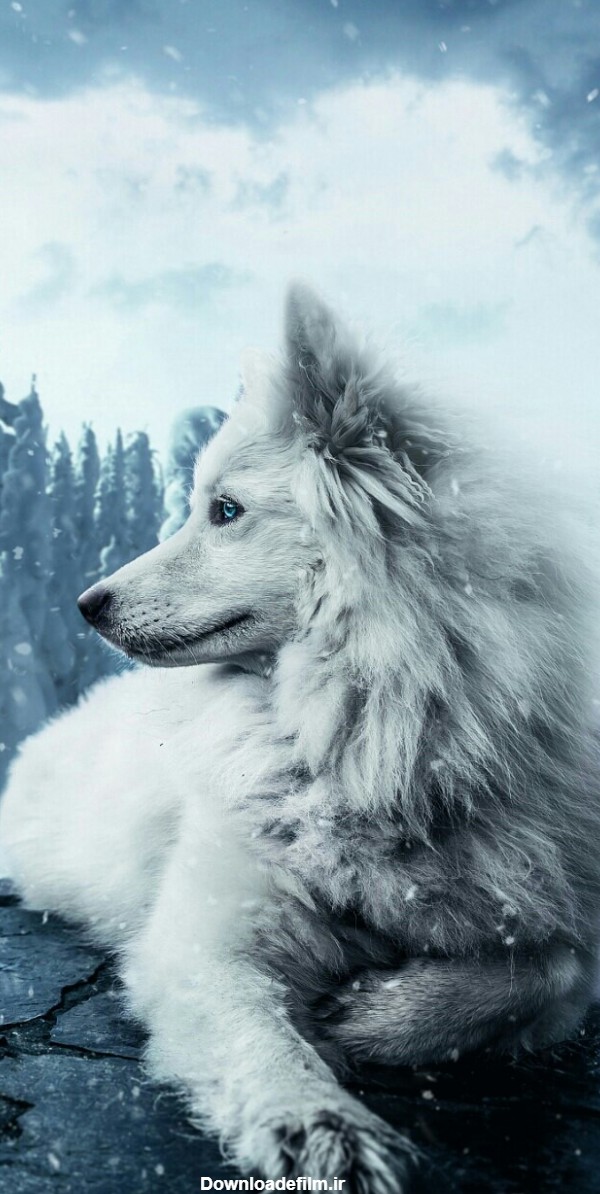 گرگ سفید - عکس ویسگون
