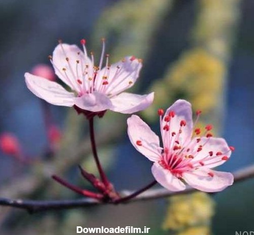 دانلود عکس شکوفه های بهاری برای پروفایل