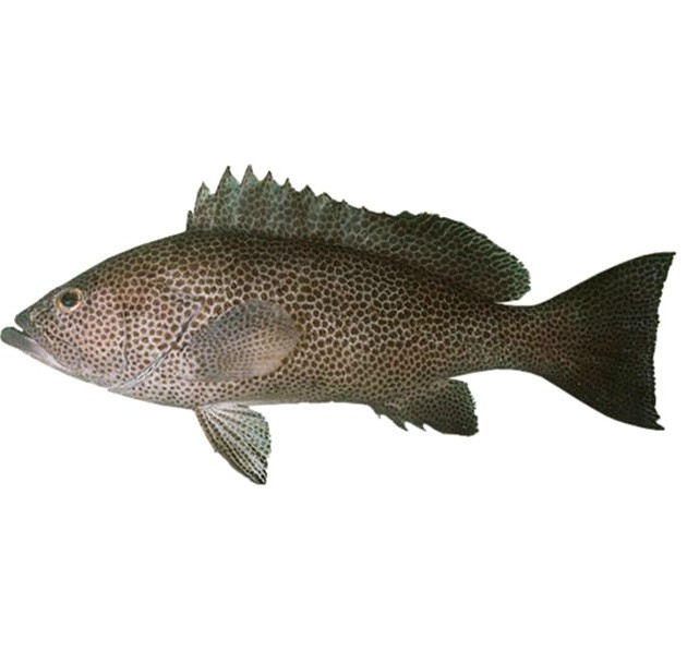 خرید ماهی هامور سفید تازه خلیج فارس | زی ارگانیک | فروشگاه آنلاین ...