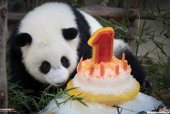 آخرین خبر | جشن تولد یک سالگی خرس پاندا در کوالالامپور مالزی